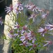 Hvězdnice 'Nanus' - Aster sedifolius 'Nanus'