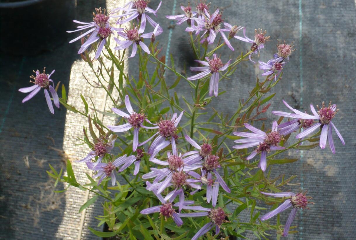 Hvězdnice 'Nanus' - Aster sedifolius 'Nanus'