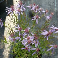 Hvězdnice 'Nanus' - Aster sedifolius 'Nanus'