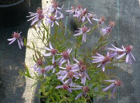 Hvězdnice 'Nanus' - Aster sedifolius 'Nanus'
