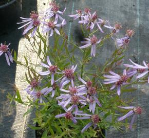 Hvězdnice 'Nanus' - Aster sedifolius 'Nanus'