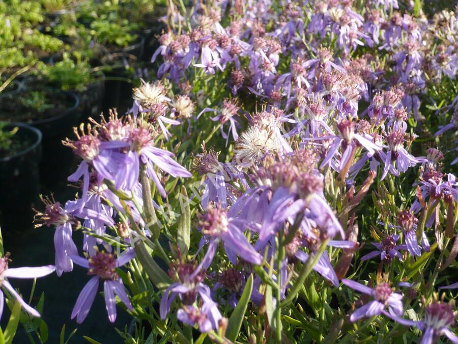 Hvězdnice 'Nanus' - Aster sedifolius 'Nanus'