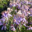 Hvězdnice 'Nanus' - Aster sedifolius 'Nanus'