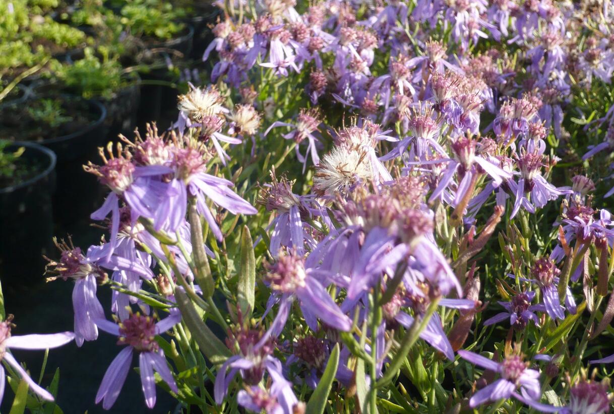 Hvězdnice 'Nanus' - Aster sedifolius 'Nanus'