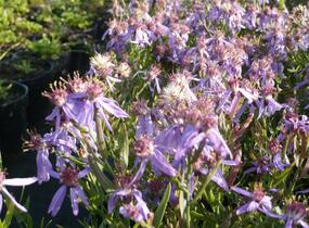 Hvězdnice 'Nanus' - Aster sedifolius 'Nanus'