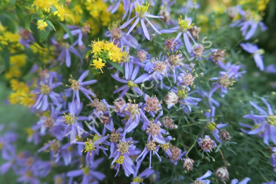 Hvězdnice 'Nanus' - Aster sedifolius 'Nanus'