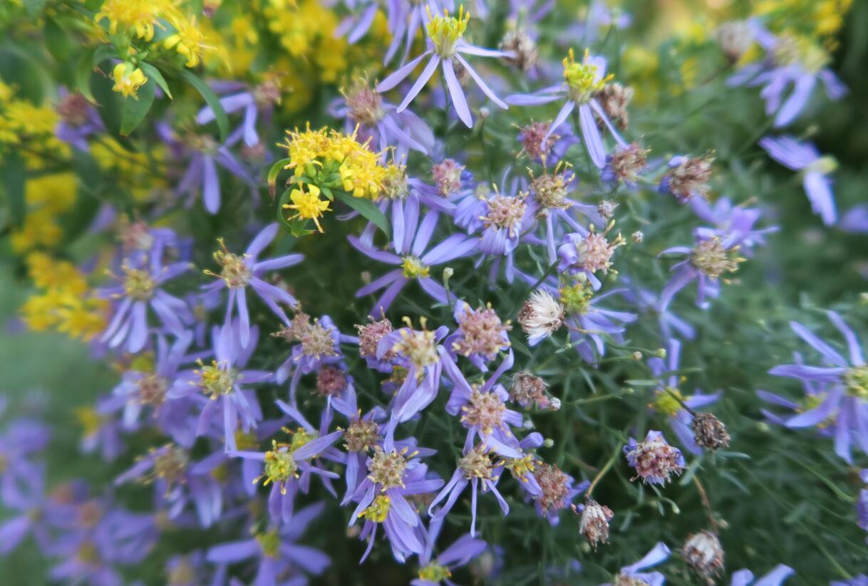 Hvězdnice 'Nanus' - Aster sedifolius 'Nanus'