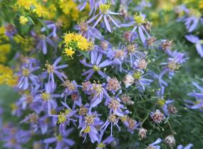 Hvězdnice 'Nanus' - Aster sedifolius 'Nanus'