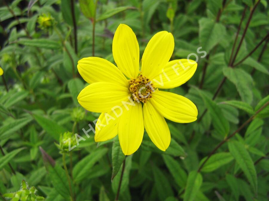 Slunečnice drobnokvětá - Helianthus microcephalus