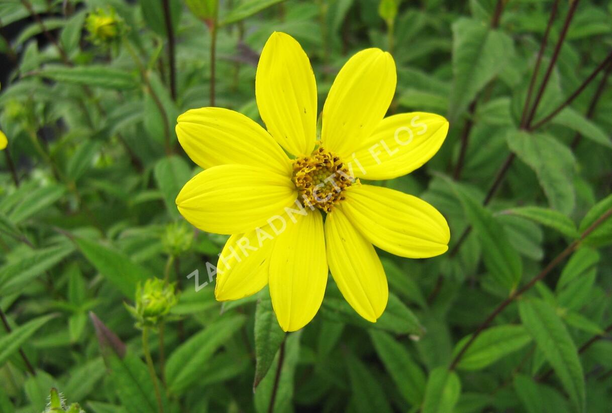 Slunečnice drobnokvětá - Helianthus microcephalus