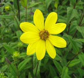 Slunečnice drobnokvětá - Helianthus microcephalus