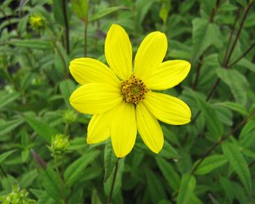 Slunečnice drobnokvětá