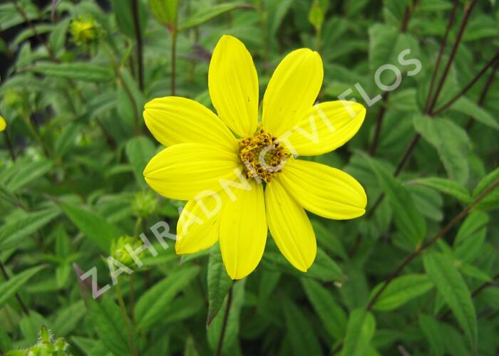 Slunečnice drobnokvětá - Helianthus microcephalus