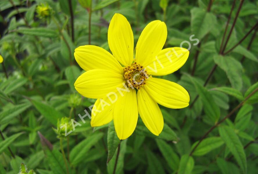Slunečnice drobnokvětá - Helianthus microcephalus