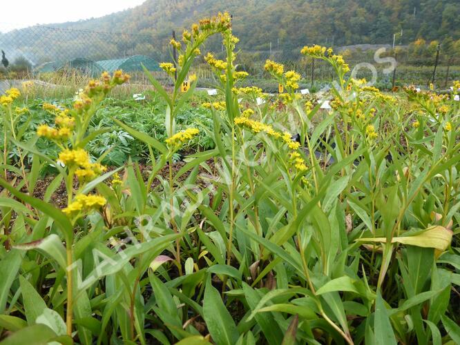 Zlatobýl 'Goldene Wellen' - Solidago sempervirens 'Goldene Wellen'