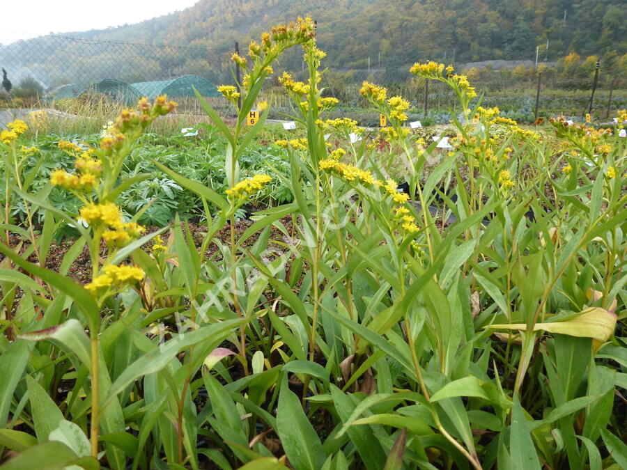 Zlatobýl 'Goldene Wellen' - Solidago sempervirens 'Goldene Wellen'