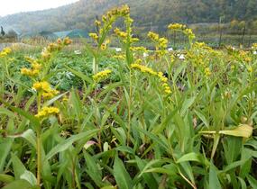 Zlatobýl 'Goldene Wellen' - Solidago sempervirens 'Goldene Wellen'