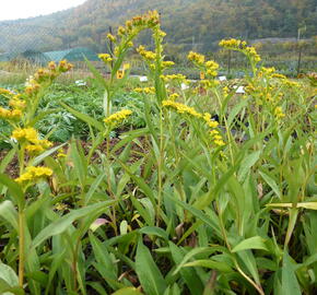 Zlatobýl 'Goldene Wellen' - Solidago sempervirens 'Goldene Wellen'