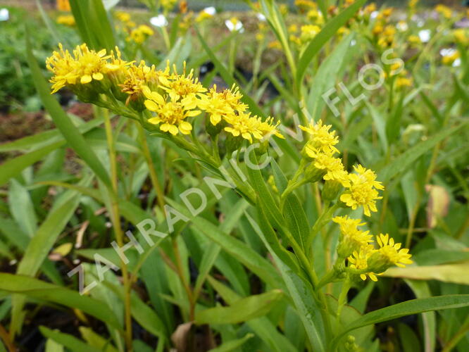 Zlatobýl 'Goldene Wellen' - Solidago sempervirens 'Goldene Wellen'