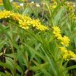 Zlatobýl 'Goldene Wellen' - Solidago sempervirens 'Goldene Wellen'