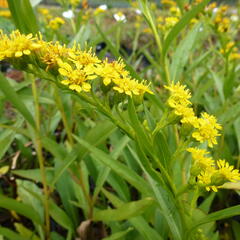 Zlatobýl 'Goldene Wellen' - Solidago sempervirens 'Goldene Wellen'