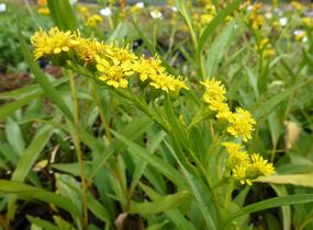 Zlatobýl 'Goldene Wellen' - Solidago sempervirens 'Goldene Wellen'