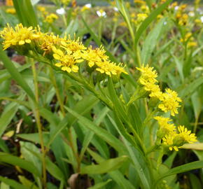 Zlatobýl 'Goldene Wellen' - Solidago sempervirens 'Goldene Wellen'