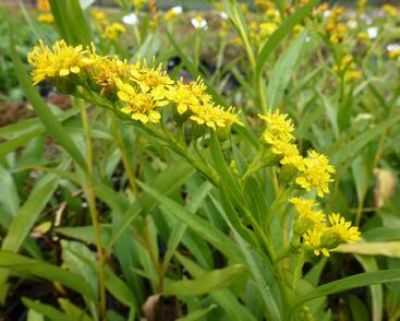 Zlatobýl 'Goldene Wellen'