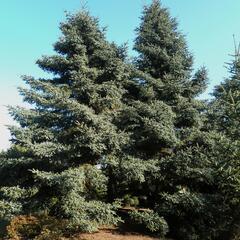 Jedle španělská - Abies pinsapo