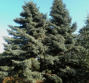 Jedle španělská - Abies pinsapo