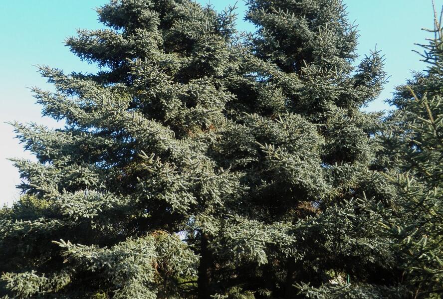 Jedle španělská - Abies pinsapo