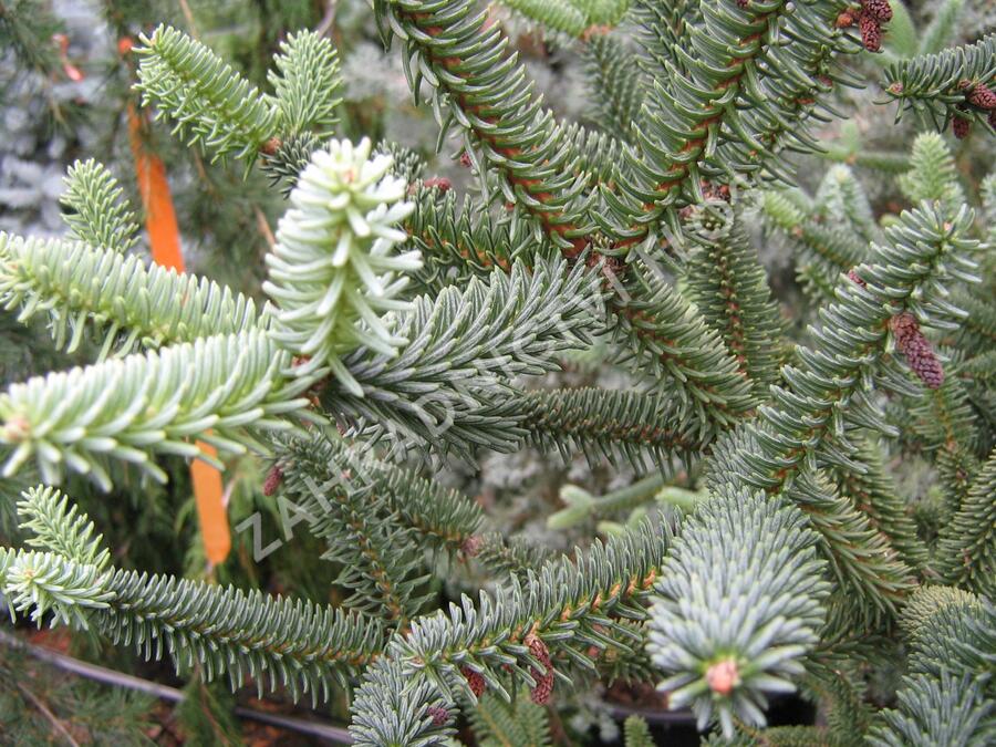 Jedle španělská - Abies pinsapo