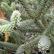 Jedle španělská - Abies pinsapo
