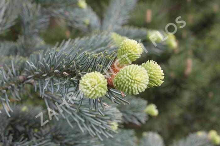 Jedle plstnatoplodá 'Argentea' - Abies lasiocarpa 'Argentea'