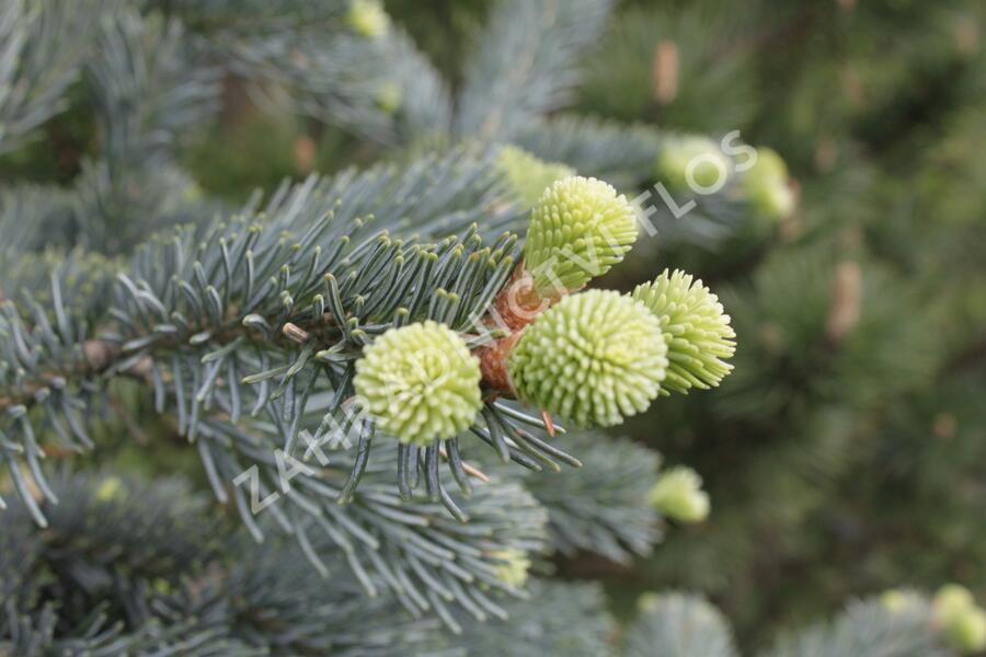 Jedle plstnatoplodá 'Argentea' - Abies lasiocarpa 'Argentea'