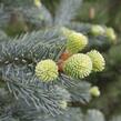 Jedle plstnatoplodá 'Argentea' - Abies lasiocarpa 'Argentea'