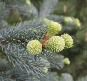 Jedle plstnatoplodá 'Argentea' - Abies lasiocarpa 'Argentea'