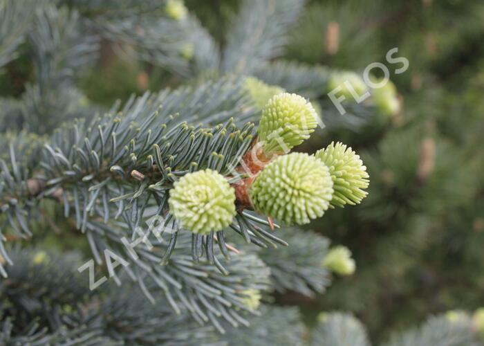 Jedle plstnatoplodá 'Argentea' - Abies lasiocarpa 'Argentea'