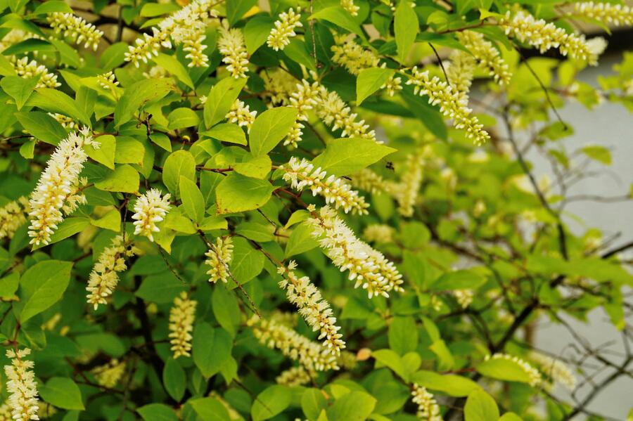 Itea viržinská - Itea virginica