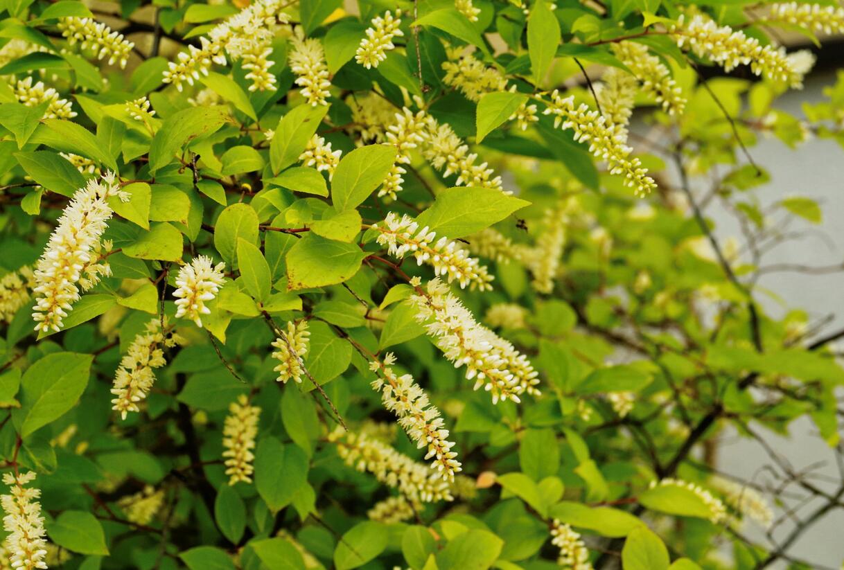 Itea viržinská - Itea virginica