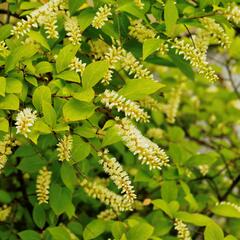 Itea viržinská - Itea virginica