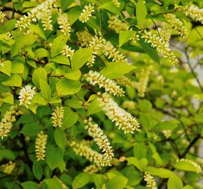 Itea viržinská - Itea virginica