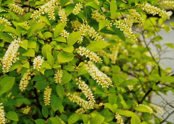 Itea viržinská - Itea virginica