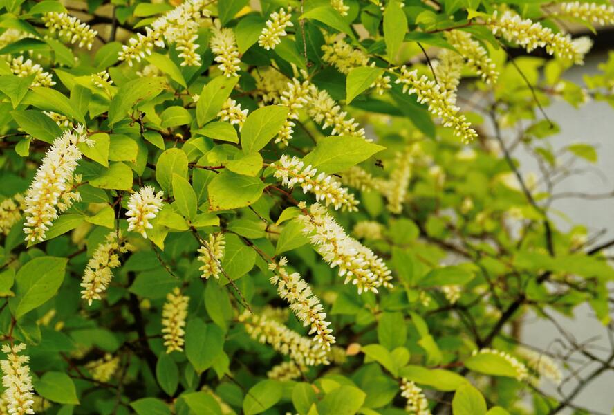 Itea viržinská - Itea virginica
