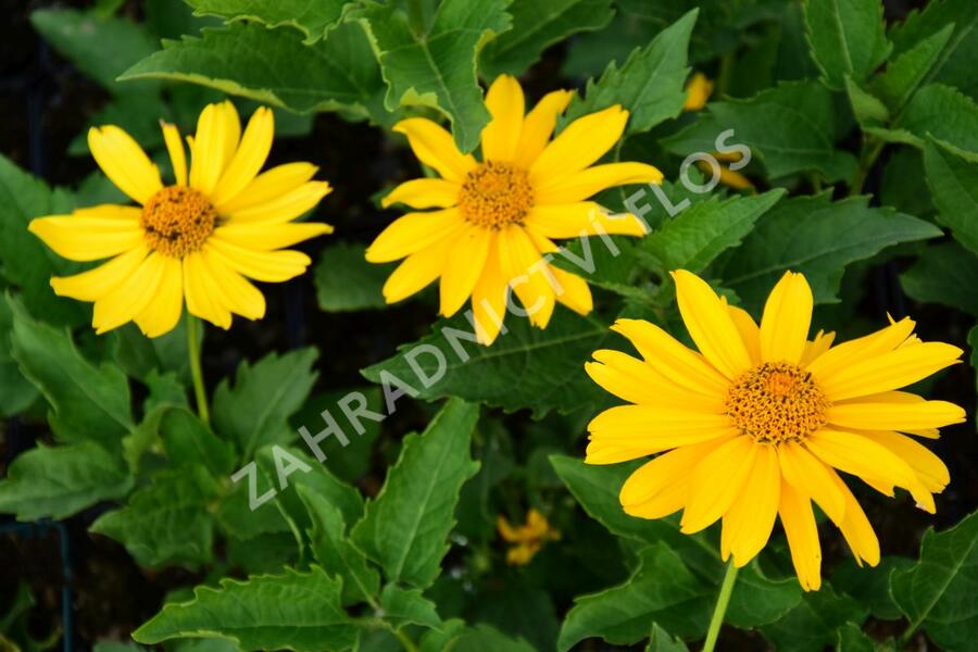 Janeba drsná 'Venus' - Heliopsis helianthoides 'Venus'