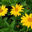 Janeba drsná 'Venus' - Heliopsis helianthoides 'Venus'