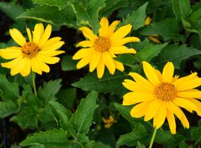 Janeba drsná 'Venus' - Heliopsis helianthoides 'Venus'