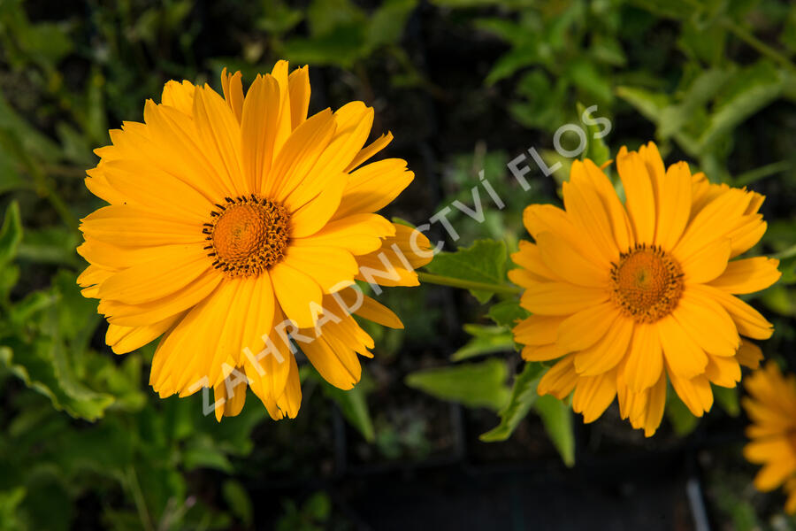 Janeba drsná 'Venus' - Heliopsis helianthoides 'Venus'