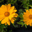 Janeba drsná 'Venus' - Heliopsis helianthoides 'Venus'