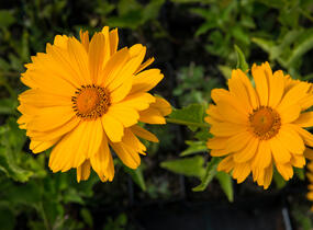 Janeba drsná 'Venus' - Heliopsis helianthoides 'Venus'